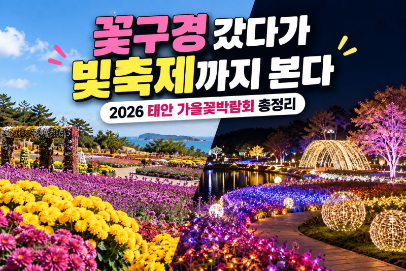 꽃구경 갔다가 빛축제까지 본다 | 2026 태안 가을꽃박람회 총정리