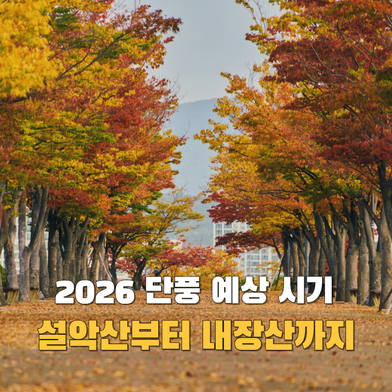 2026 단풍 예상 시기 설악산 내장산 절정 언제일까?
