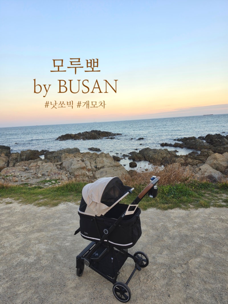 부산 송정역 강아지유모차 모루뽀 피카고 로얄테일즈 낫쏘빅 개모차 구매 후기