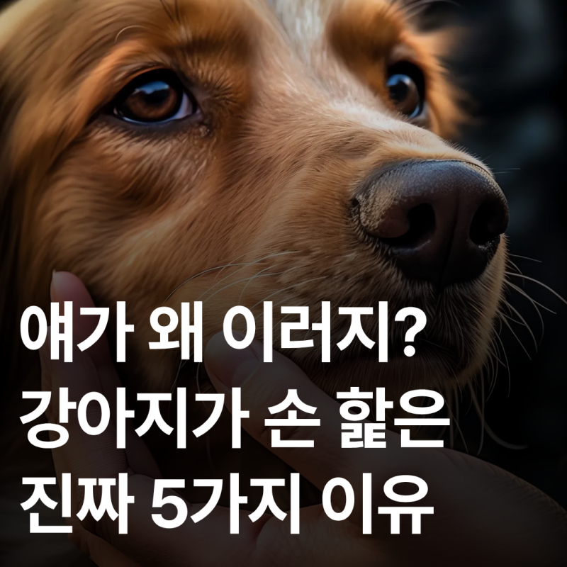얘가 왜 이러지? 강아지가 사람 손을 핥는 5가지 진짜 이유 (애정표현 vs 스트레스)
