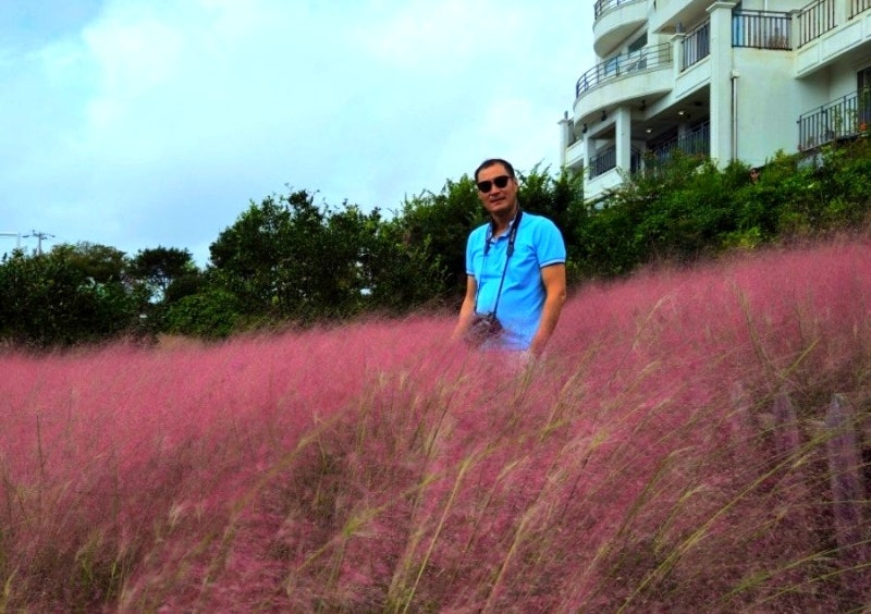 Manor Blanc Pink Muhly: A Must-Visit Tourist Spot in Western Jeju
