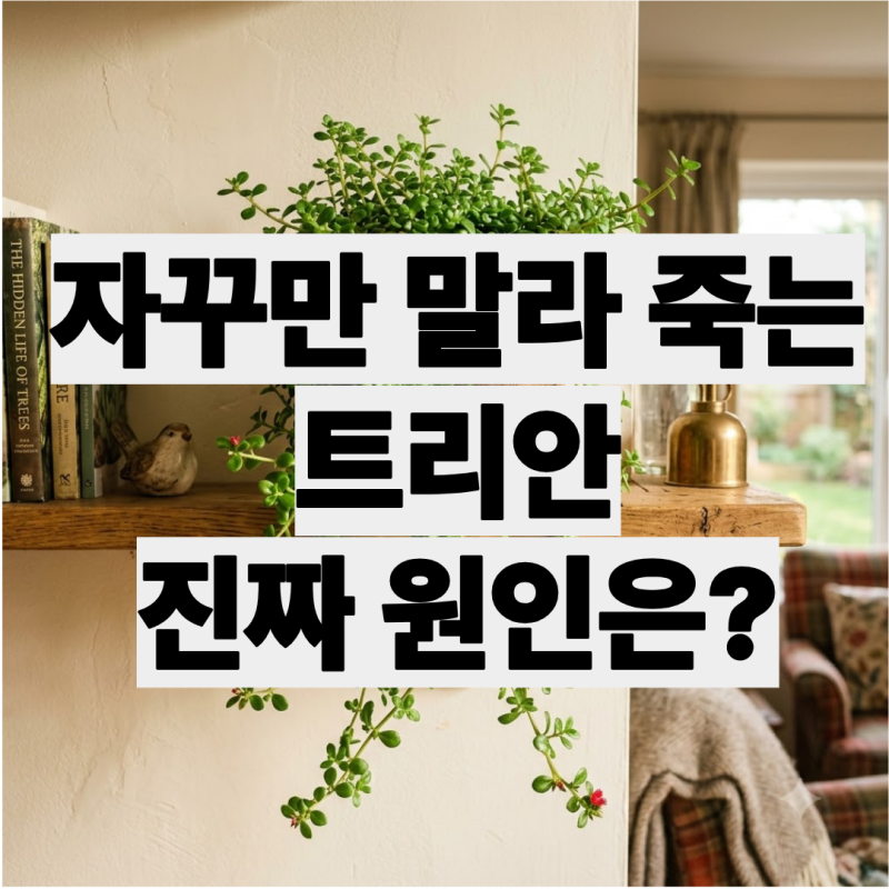트리안 자꾸 말라 죽는다면? 진짜 원인은 따로 있습니다