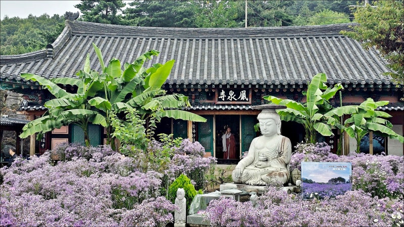 가을 꽃구경 경북 나들이 문경 가볼만한곳 봉천사 개미취 축제