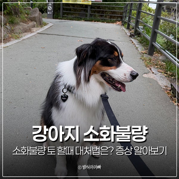강아지 소화불량 토 할때 대처법은? 증상 알아보기