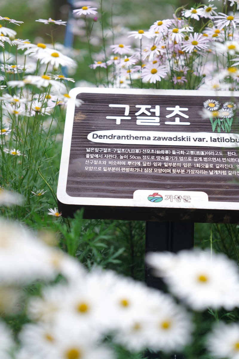구절초 꽃말과 개화시기 정리, 청초한 매력의 대표 가을꽃