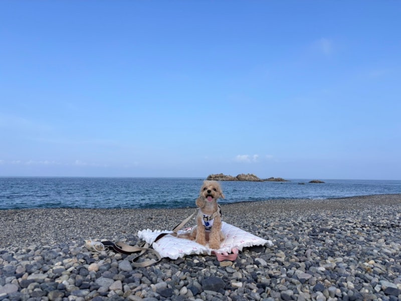 [경주 애견동반 여행] 3박4일 경주여행/2일차코스/감포수산시장/감포애견동반가능한곳