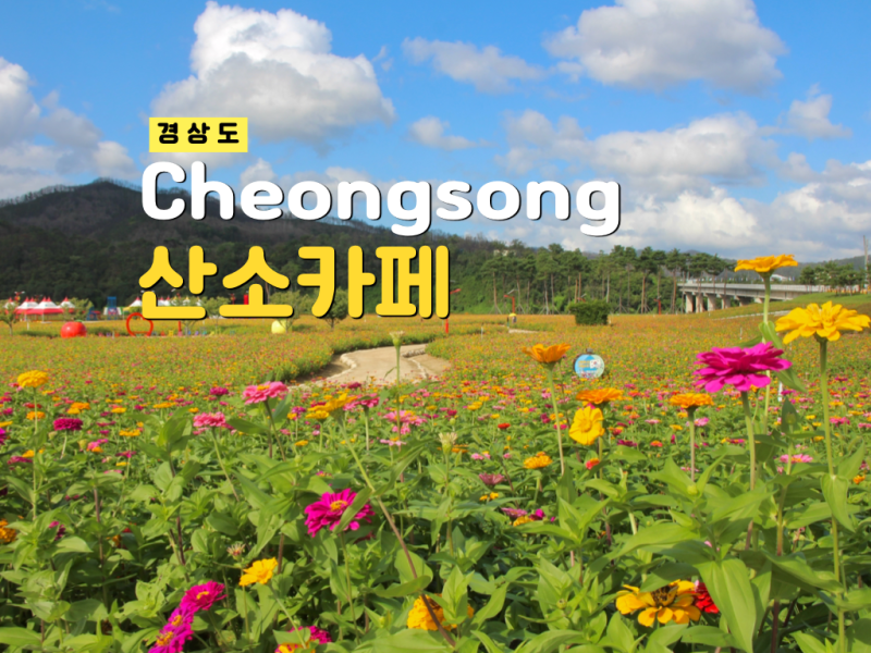 경북 청송 4만평 백일홍 명소 산소카페 청송정원 9월 여행 가볼만한곳