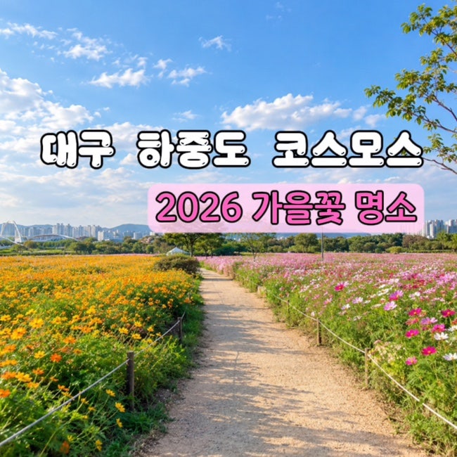 대구 하중도 코스모스 2026｜가을꽃 명소 금호꽃섬 주차·가는법