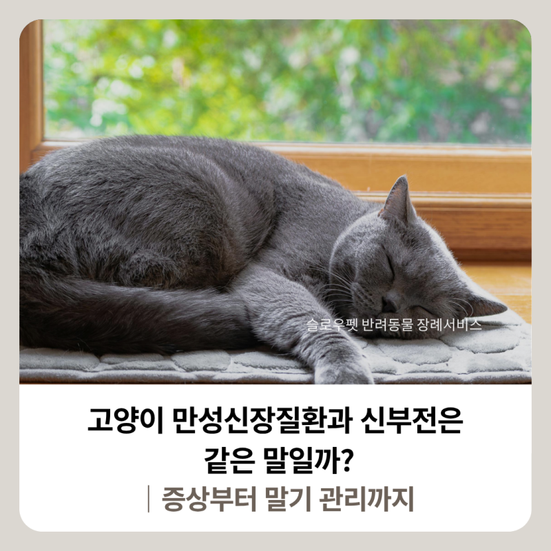 고양이 만성신장질환과 신부전은 같은 말일까?｜증상부터 말기 관리까지
