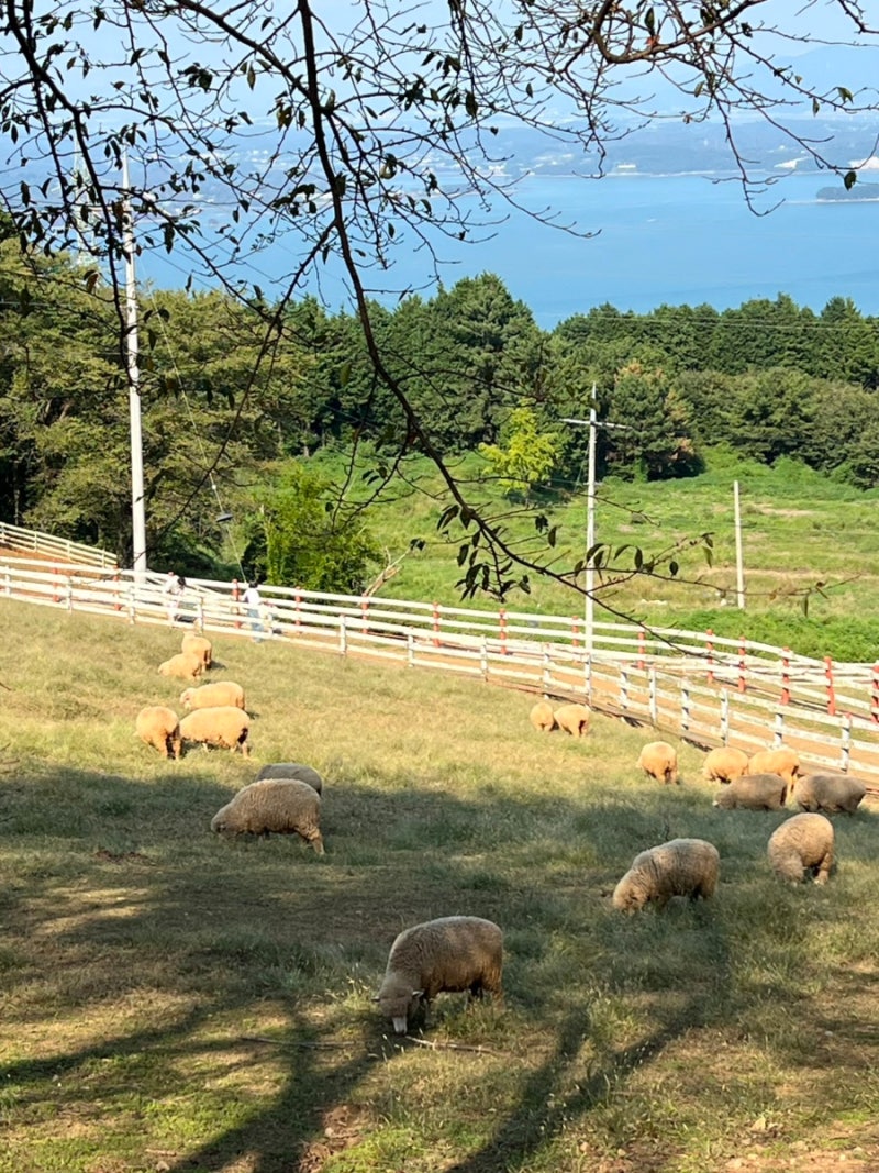 南海の観光スポット、想像羊牧場ヒノキ林｜羊から白鹿、オウム、小動物への餌やり体験（入場料...）