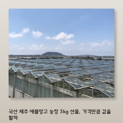 국산 제주 애플망고 3kg 가격대가 망설여질 때 따져볼 기준