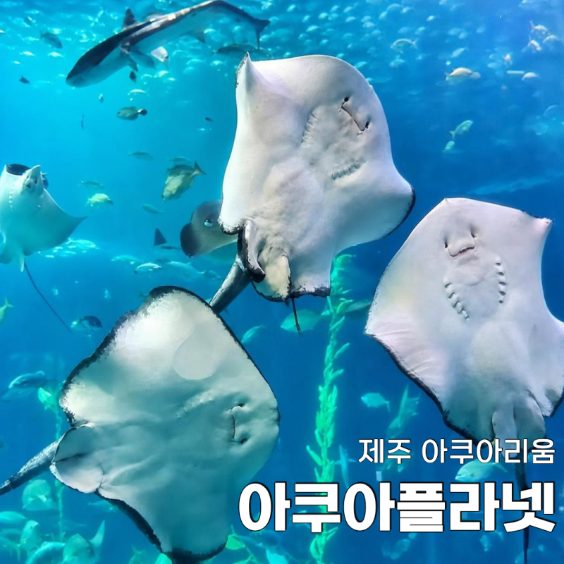 제주 아쿠아리움 간다면 공연까지 꼭! 아쿠아플라넷 제주 입장료·할인 후기