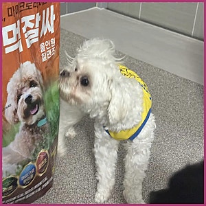 사료 교체 비용을 아끼려면, 강아지 노견 습식 사료의 합리적 선택은?