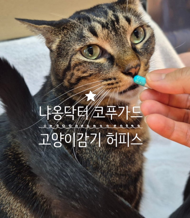 환절기 고양이감기(허피스)에 도움 주는 냐옹닥터 코푸가드 고양이호흡기영양제 급여 후기
