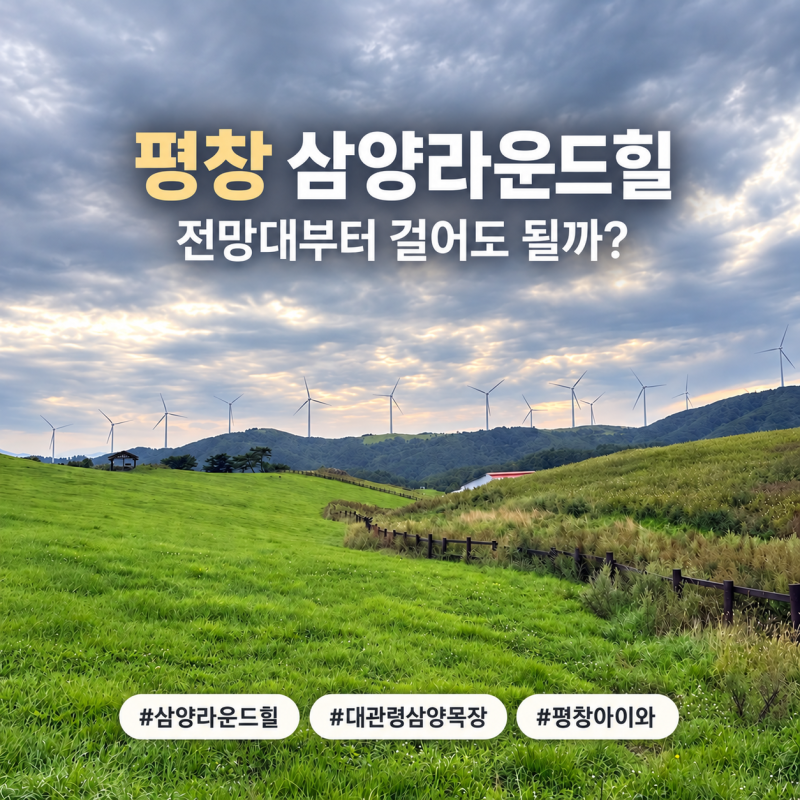 평창 대관령 삼양목장 삼양라운드힐 후기 ｜ 동해전망대·양몰이공연 동선