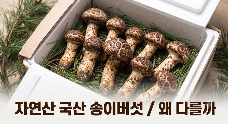 자연산 국산 송이버섯 선물세트 고를 때 꼭 따져본 3가지