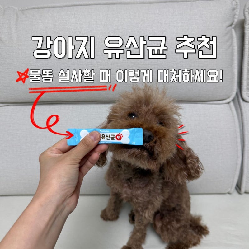 강아지 유산균 추천, 강아지 물똥 설사할 때 이렇게 대처하세요!