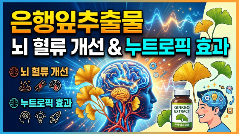 은행잎추출물, 뇌 혈류 개선과 누트로픽 효과