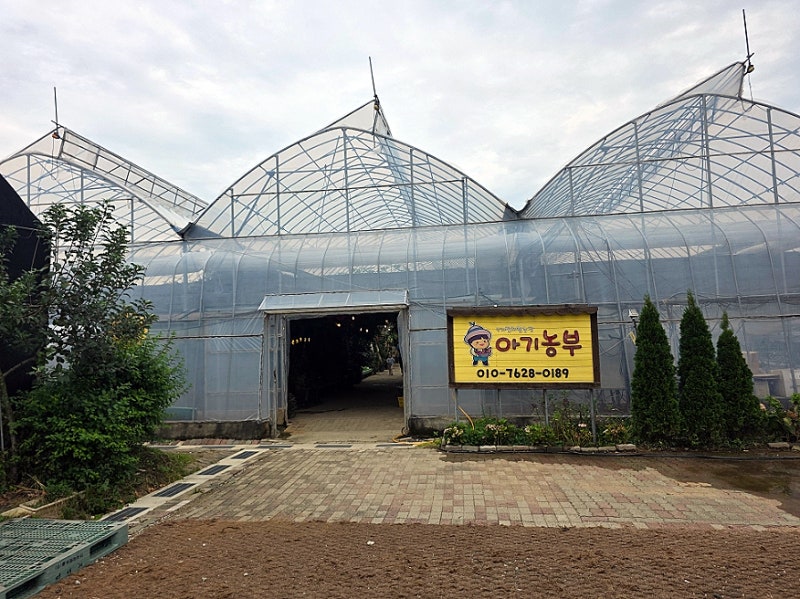 화성 농장체험 샤인머스켓 포도밭 피크닉 아기농부 솔직후기