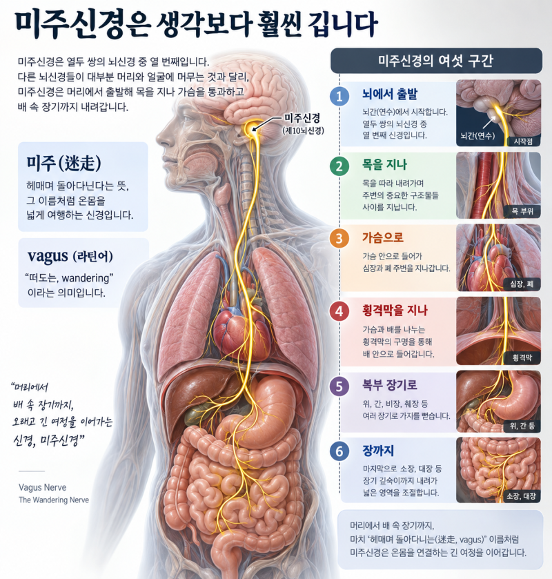 장에서 뇌까지, 미주신경이 지나는 길