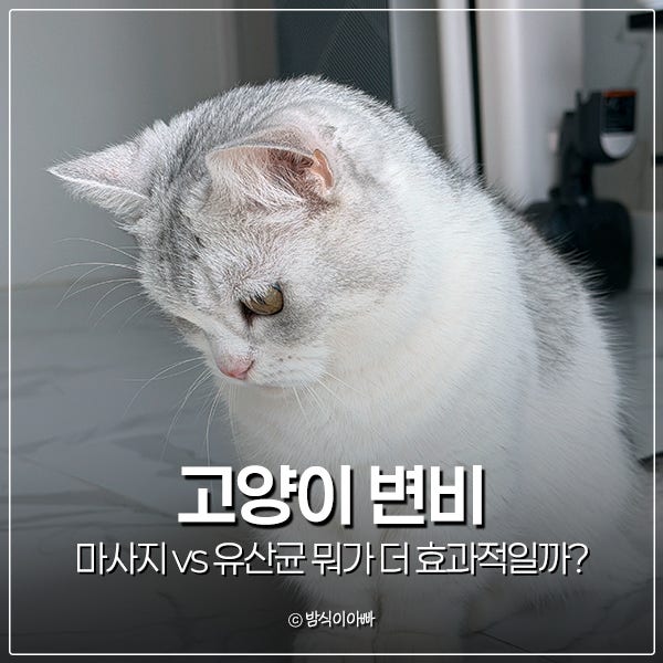 고양이 변비 마사지 vs 유산균 뭐가 더 효과적일까?