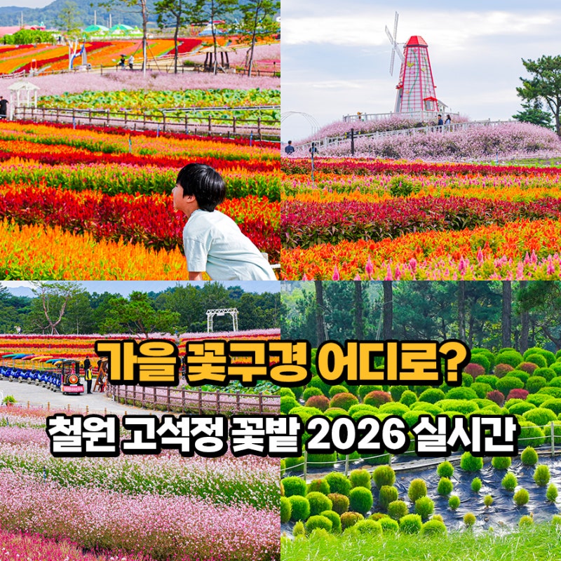 강원도 철원 가볼만한곳 고석정 꽃밭 실시간 가을 꽃구경 국내 가을여행지 추천