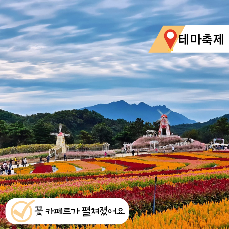 철원 고석정 꽃밭축제 2026 입장료 기간 주차 실시간 개화 총정리, 축구장 20개 크기라고?