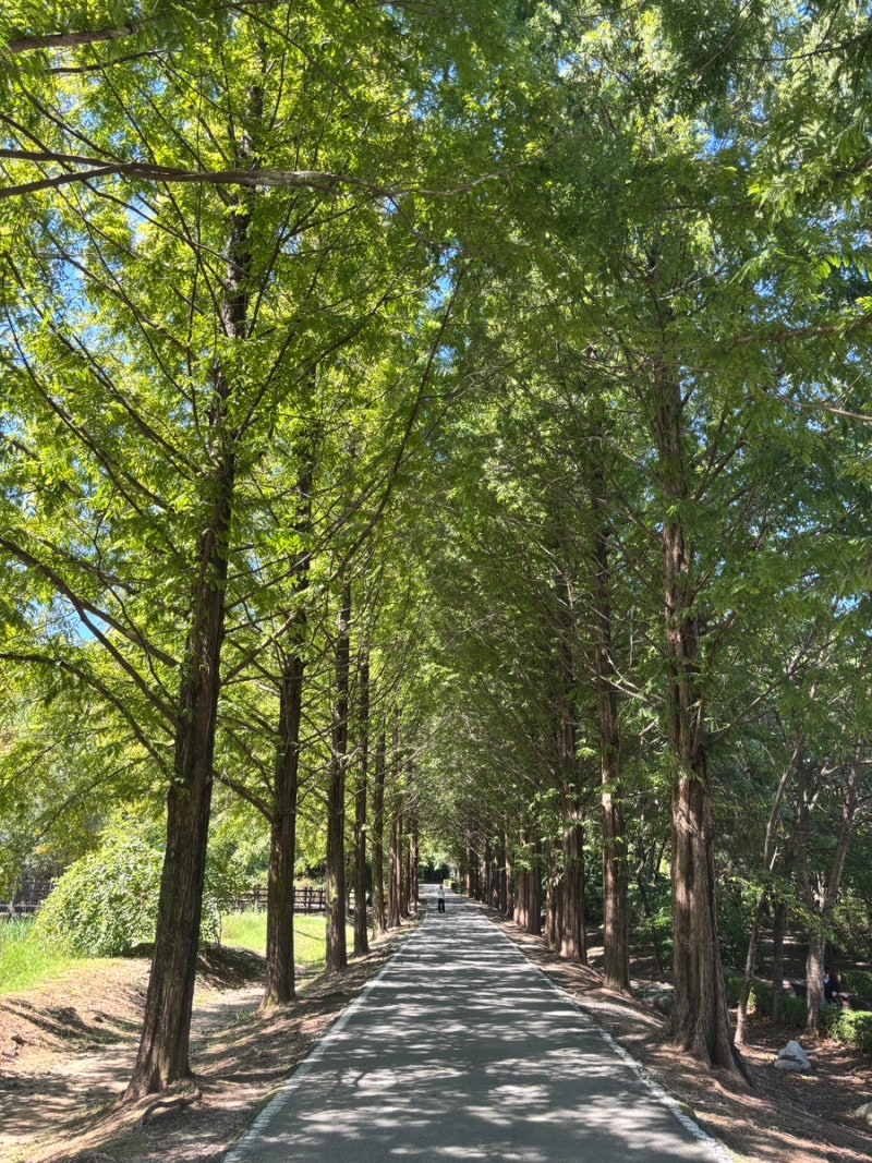 동탄 근처 가볼만 한 곳 / 입장료 무료 숲속 산책, 피크닉 명소 오산 물향기 수목원 / 주차, 운....