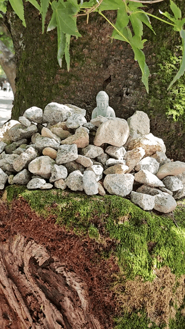 [扶安] 辺山半島の見どころ モミの木林道 内蘇寺