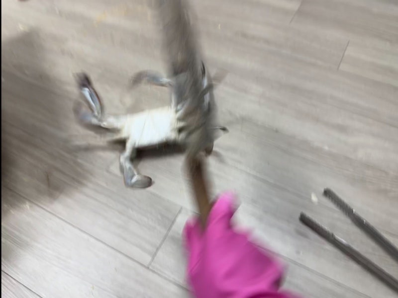 톱밥 꽃게3kg 통곡의 손질 파티 | 꽃게와의 전쟁