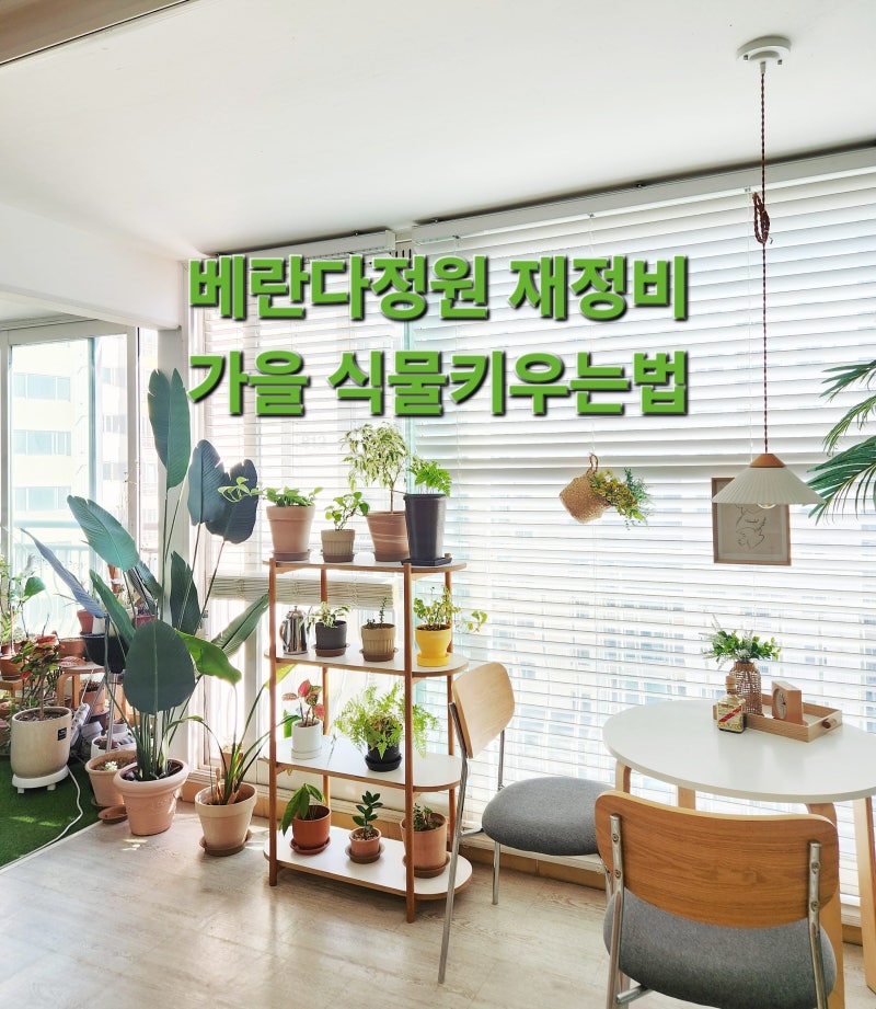가을 베란다정원 화분선반에서 스킨답서스 키우기, 번식 분갈이 물주기