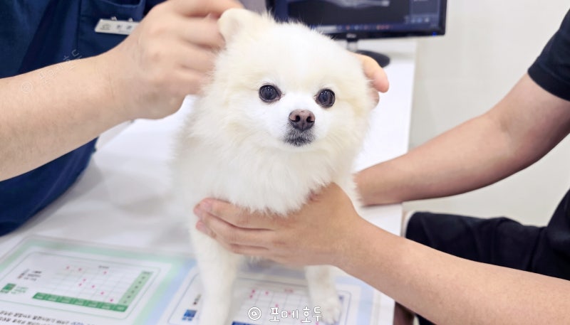 매년 꼭 맞아야 할까? 강아지 광견병 주사 주기 및 부작용
