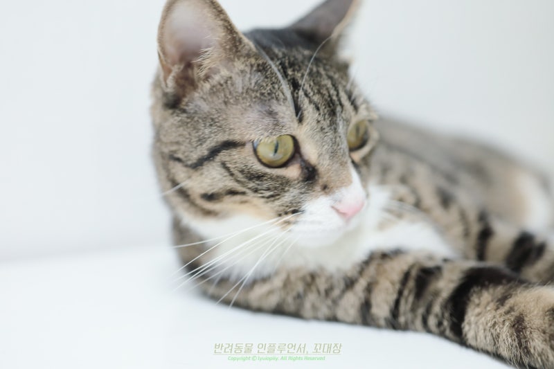 고양이 턱드름 피부병일까? 검은 피지가 생기는 이유