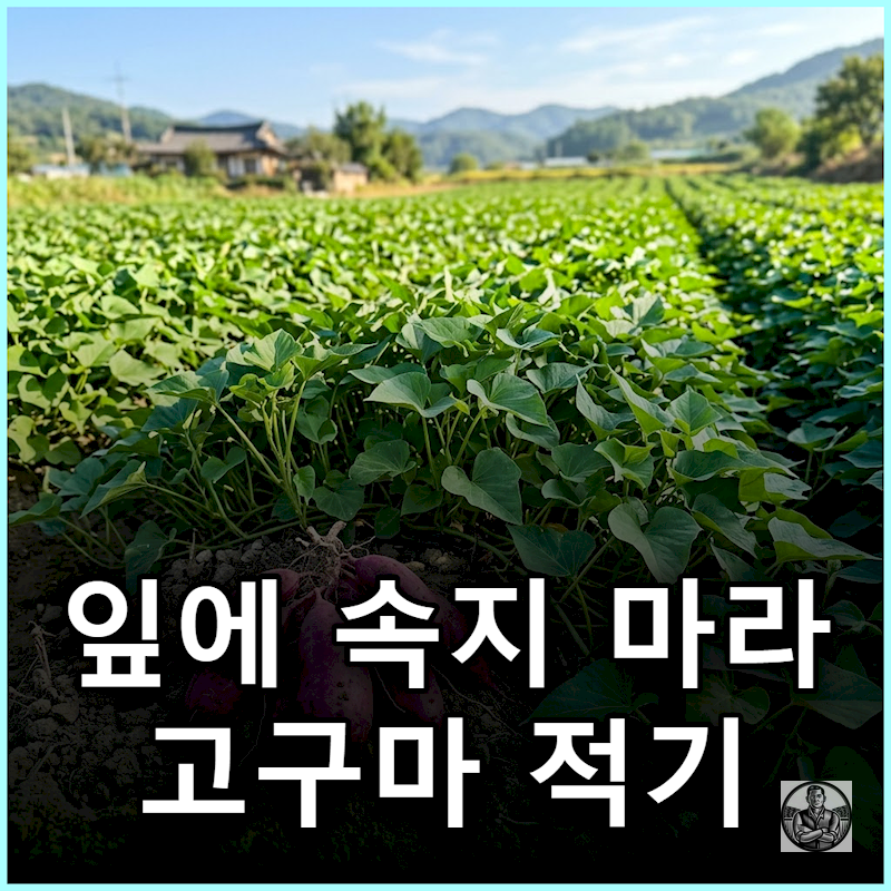 "감자처럼 기다렸다간 다 썩는다" 고구마 수확시기 잎 색깔 대신 보는 기준