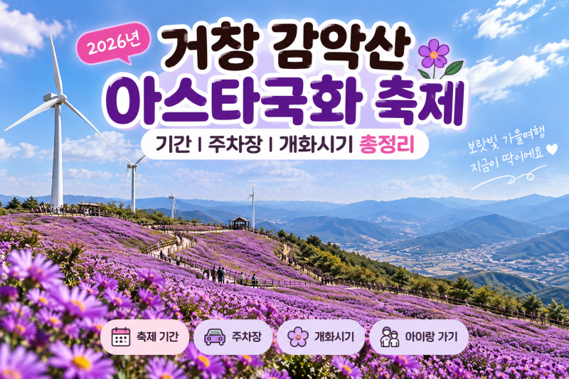 거창 감악산 아스타국화 축제 기간 주차장 개화시기 총정리