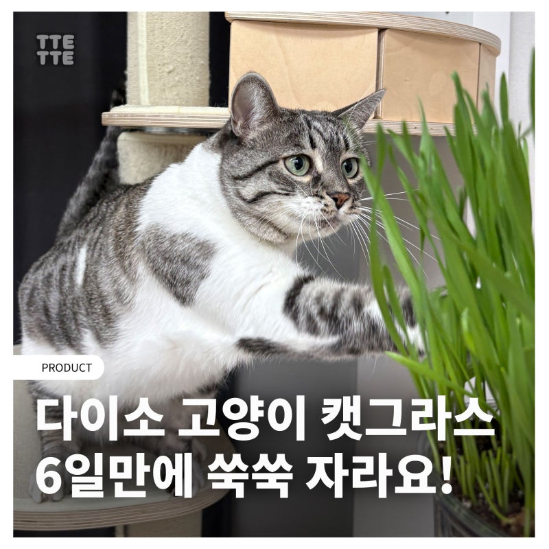 다이소 고양이 캣그라스 키우기, 6일 완성 2,000원(+밀씨앗)
