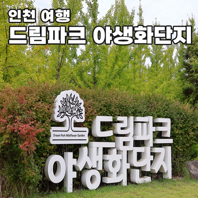 Incheon Autumn Flower Hotspot: Free Attractions at Dream Park Wildflower Complex - Blooming Status Information