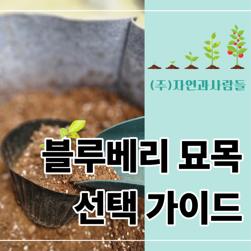 블루베리 묘목, 플러그묘와 포트묘 중 뭐가 좋을까? 초보자 선택 가이드