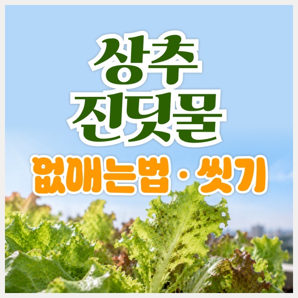 상추 진딧물 없애는 방법, 먹기 전 진딧물 씻기까지 3단계
