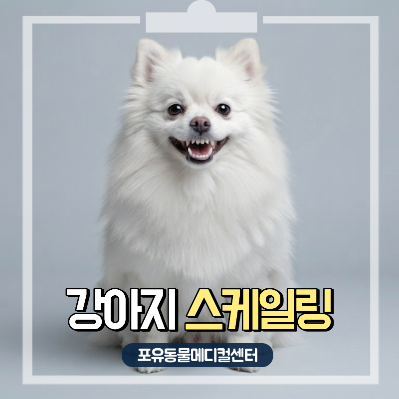 강아지 스케일링 주기와 마취 전 준비사항, 셀프 스케일링을 하면 안되는 이유