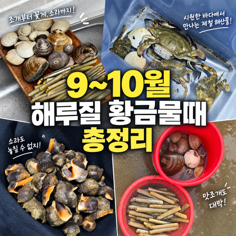 9-10월 해루질 황금물때 총정리, 태안 청포대 맛조개, 꽃게, 소라 후기