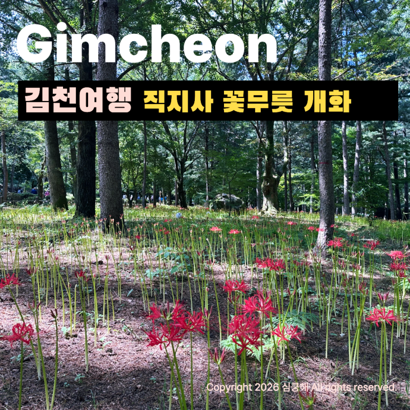 김천가볼만한곳 김천 직지사 꽃무릇 실시간 개화현황! (2026.09.13.일) 김천 직지문화공원부터 ....