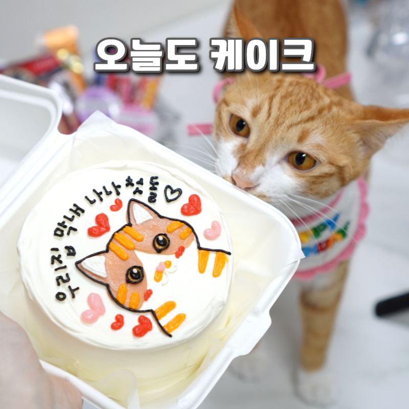 부산 서면 도시락 케이크 오늘도케이크 주문