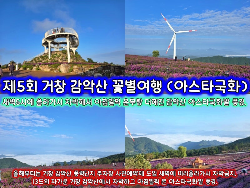[축제] 제5회 거창 감악산 꽃별여행 아스타국화 / 올해부터 감악산 풍력단지 주차장 사전예....