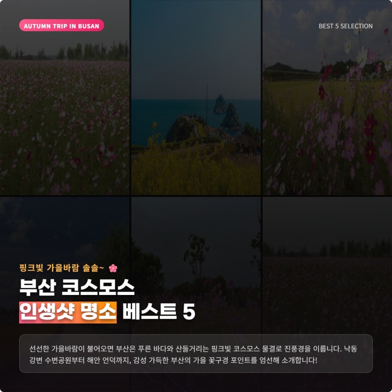 부산에서 추천하는 코스모스 성지 가볼만한곳과 가을 인생샷 명소 베스트 5 요약정리
