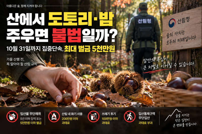 산에서 도토리·밤 주우면 불법일까?…10월 31일까지 집중단속, 최대 벌금 5천만원