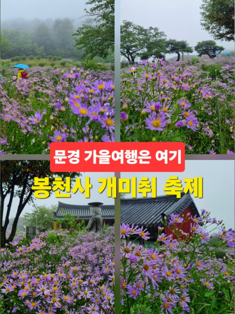 문경 여행 봉천사 개미취 축제 문경 가볼만한곳