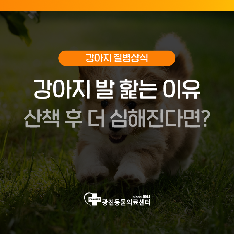 강아지 발 핥는 이유, 산책 후 더 심해진다면?