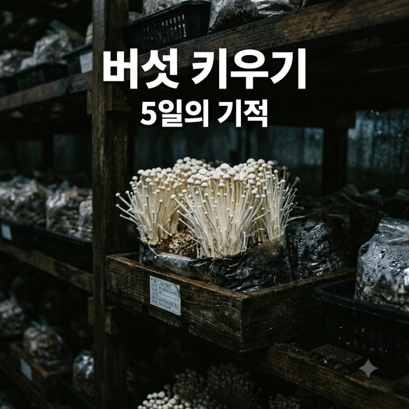 "키친타월 한 장 깔았더니.." 5일 만에 쑥쑥 자란 팽이버섯 키우기 비결
