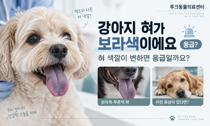 강아지 혀가 보라색이에요｜혀 색깔이 변하면 응급일까요?｜인천 검단 루크동물병원